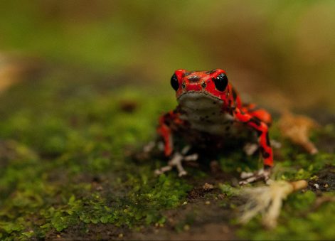 Oophaga pumilio - NatExplorers