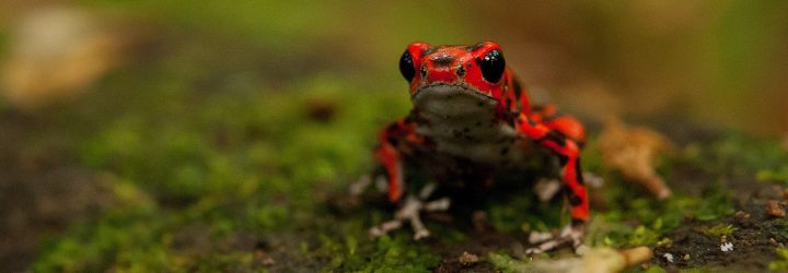 Oophaga pumilio - NatExplorers