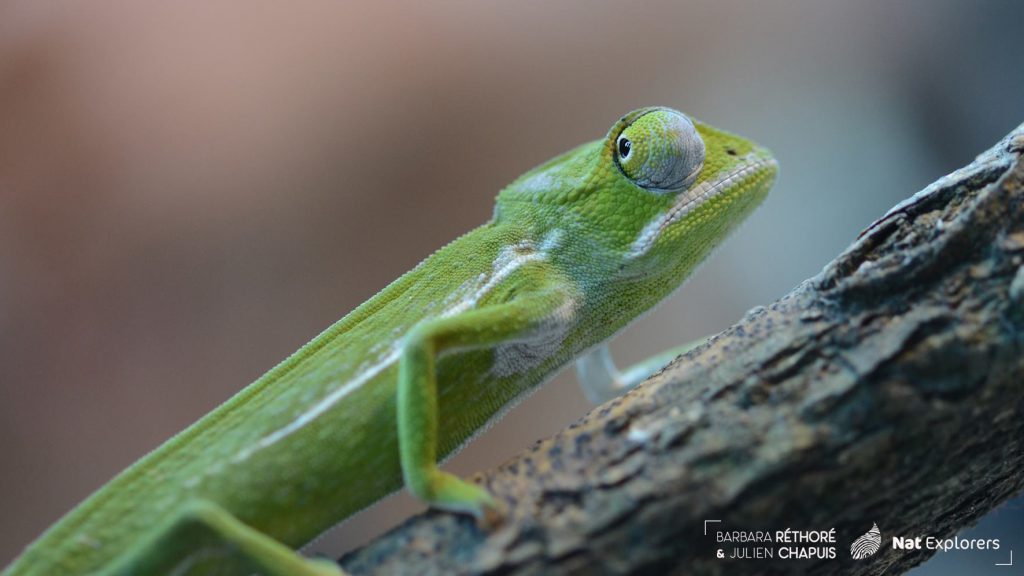 Natexplorers-Makay-Furcifer