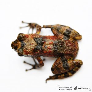 NatExplorers - Mantidactylus sp.