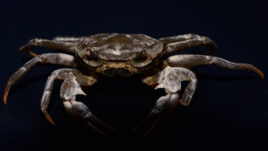 Makay-découvertes-crabe