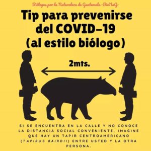 Coronavirus - tapir