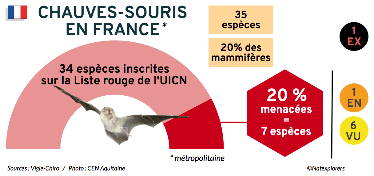 Chauves-souris slide Natexplorers (FR)