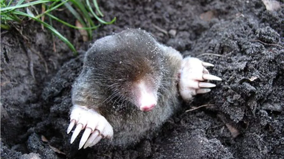 Biodiversité - taupe aquitaine