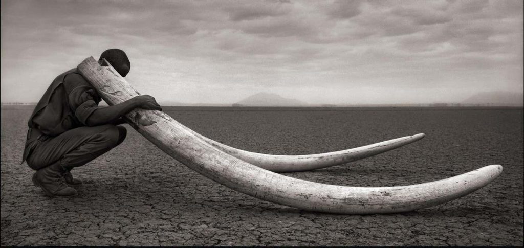 Extinction - Nick Brandt - tusks