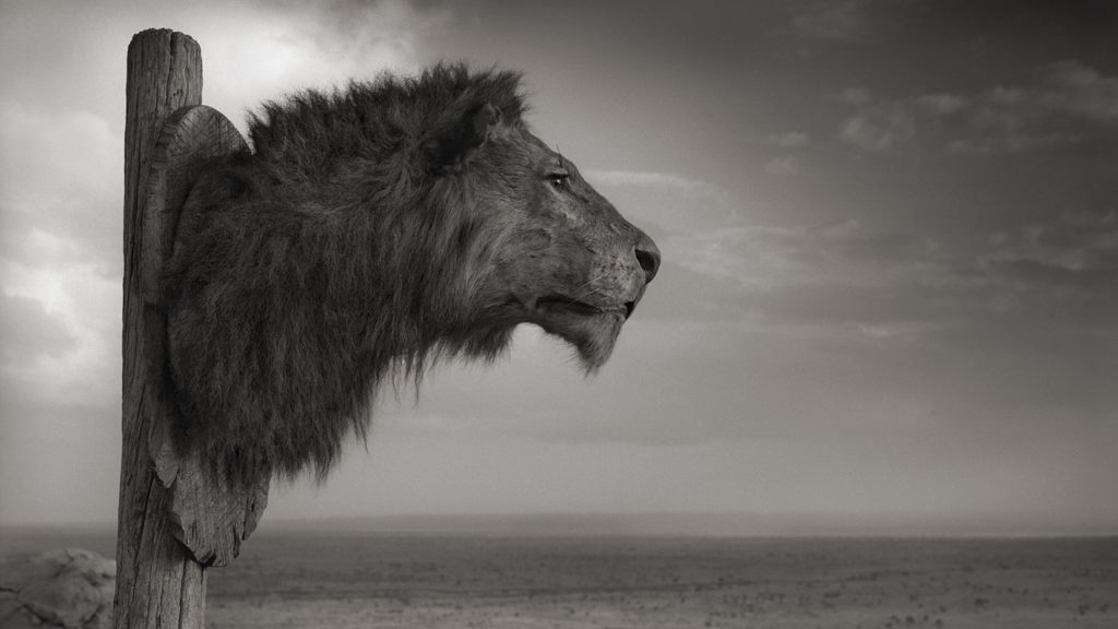 Extinction - Nick Brandt - lion