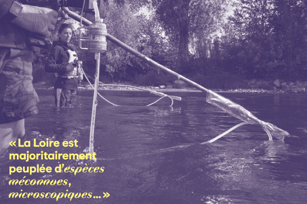 Loire Sentinelle - Biodiversité